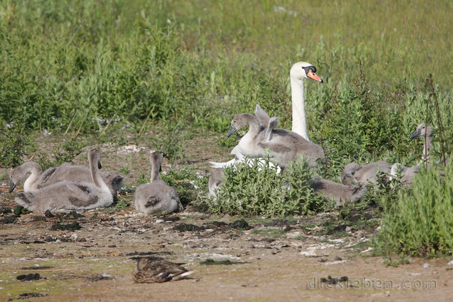 one adult and eight cygnets showing. one cygnet is flapping its tiny wings