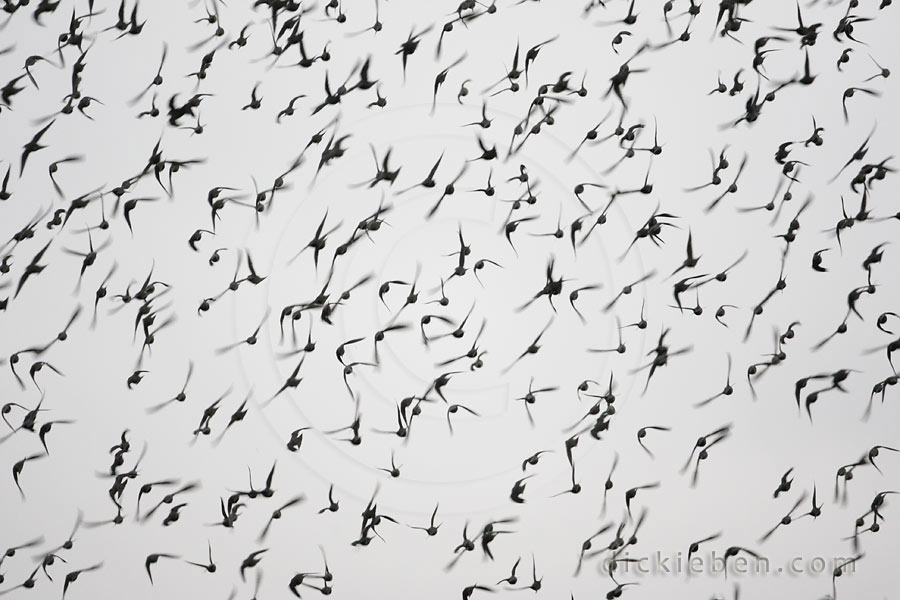 murmuration of starlings rear view of flock going in one direction
